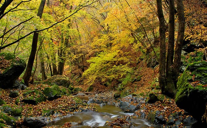 JOURNEY OF RING Autumn 2022】奥多摩の鮮やかなる照紅葉と気候変動